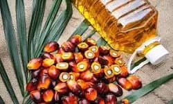 زيت نواة النخيل الخام